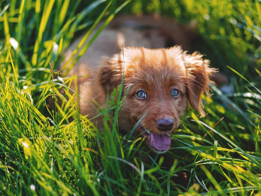 Hund im Gras