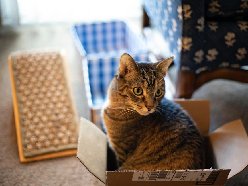 Katze im Karton