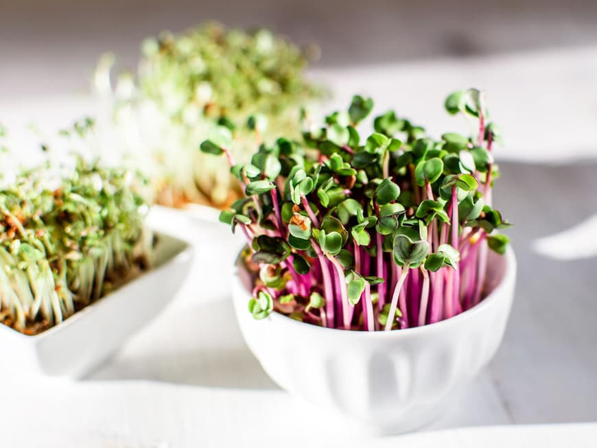 Kleine weiße Schalen mit Microgreens