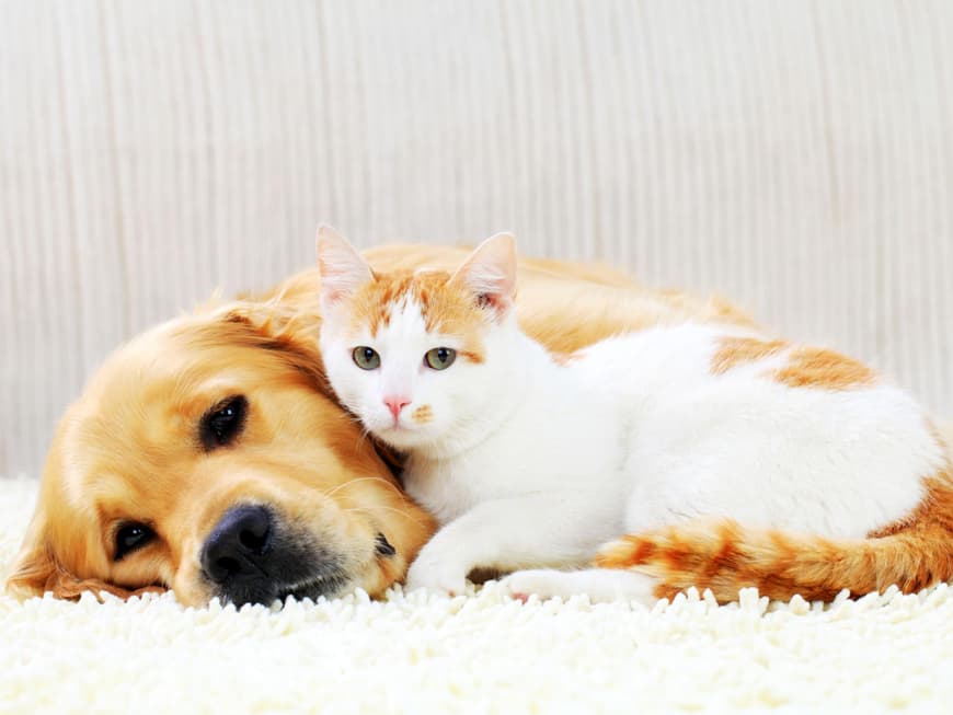 diese-hunderassen-moegen-katzen