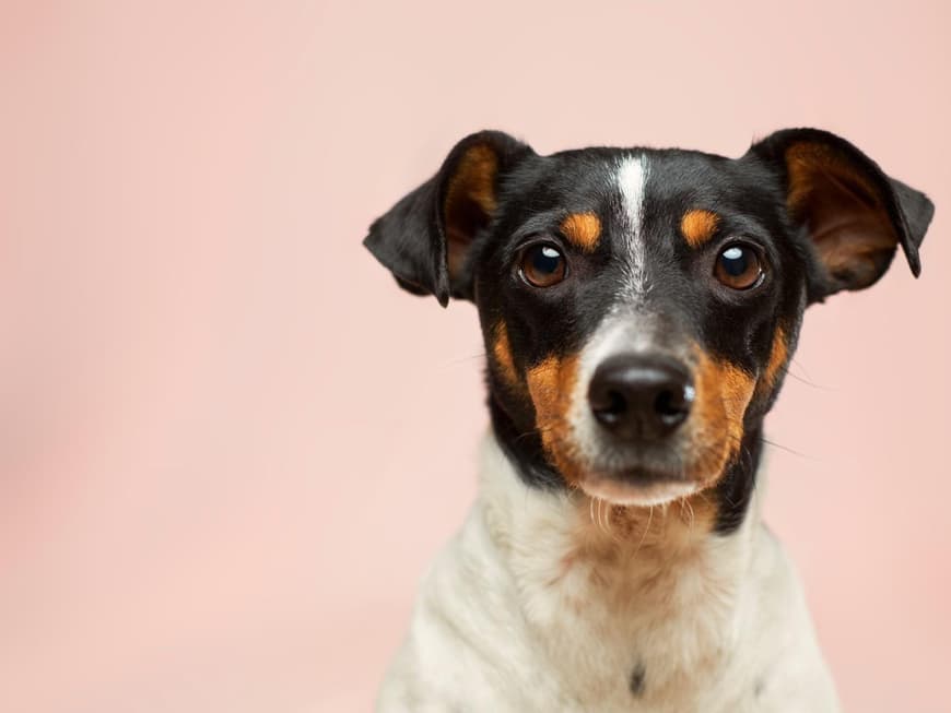 diese-eigenschaften-übernimmt-dein-hund-von-dir-laut-studie