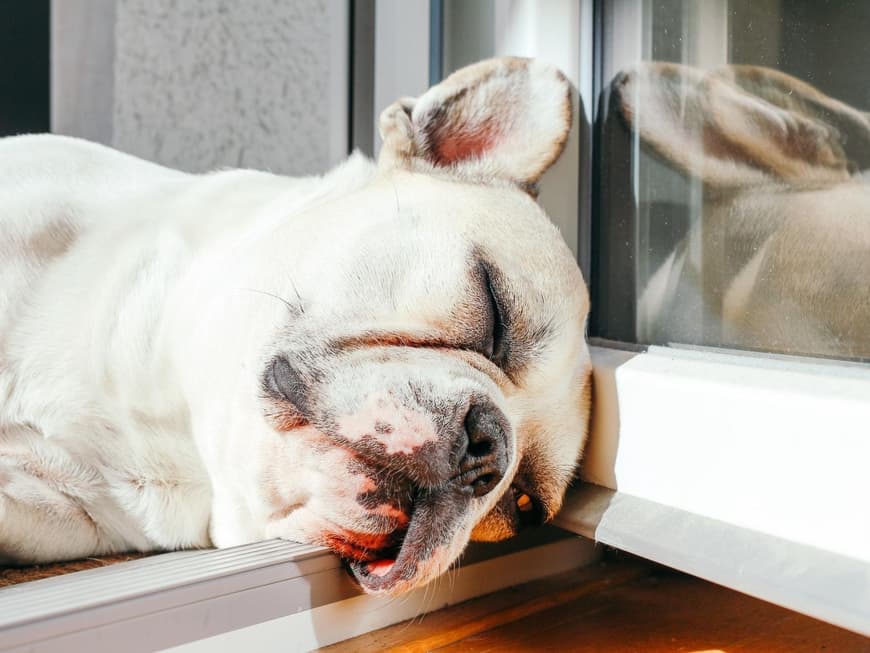vorsicht-auch-hunde-bekommen-einen-sonnenbrand