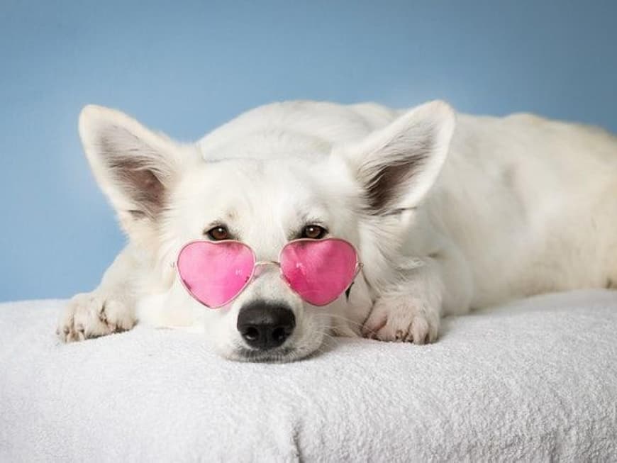 darum-sind-klimaanlagen-für -hund-und-katze-so-gefährlich