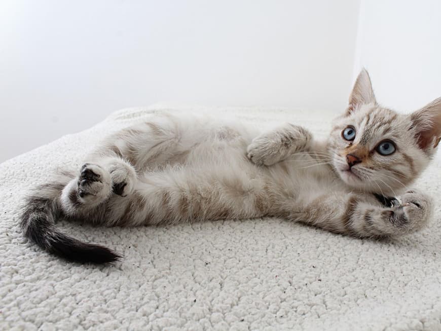 darum-zeigt-dir-deine-katze-so-gerne-ihren-hintern