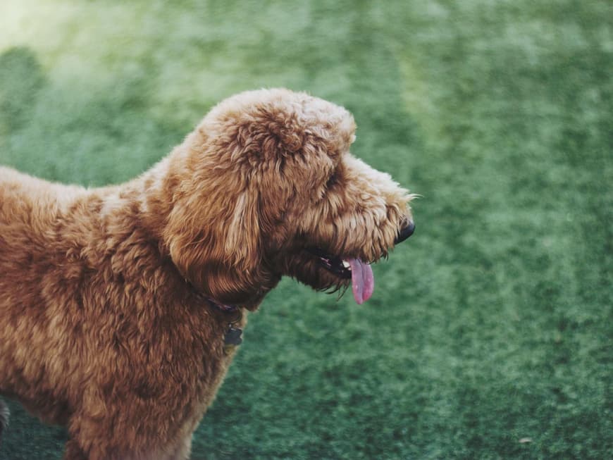 labradoodle