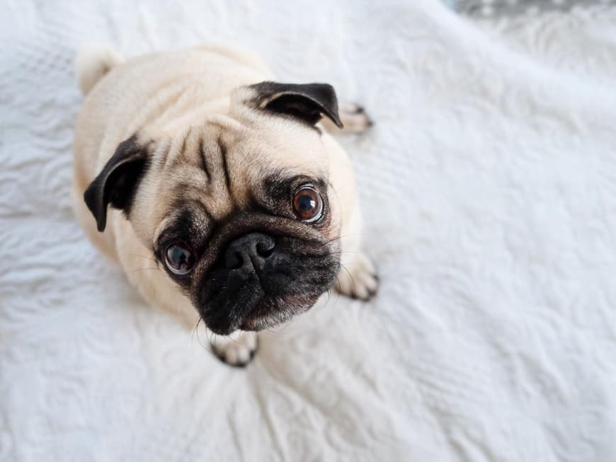 Mops