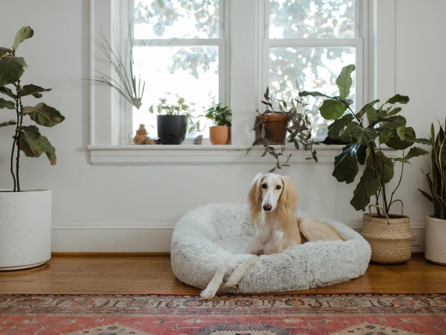 hund-sitzt-auf-seinem-platz