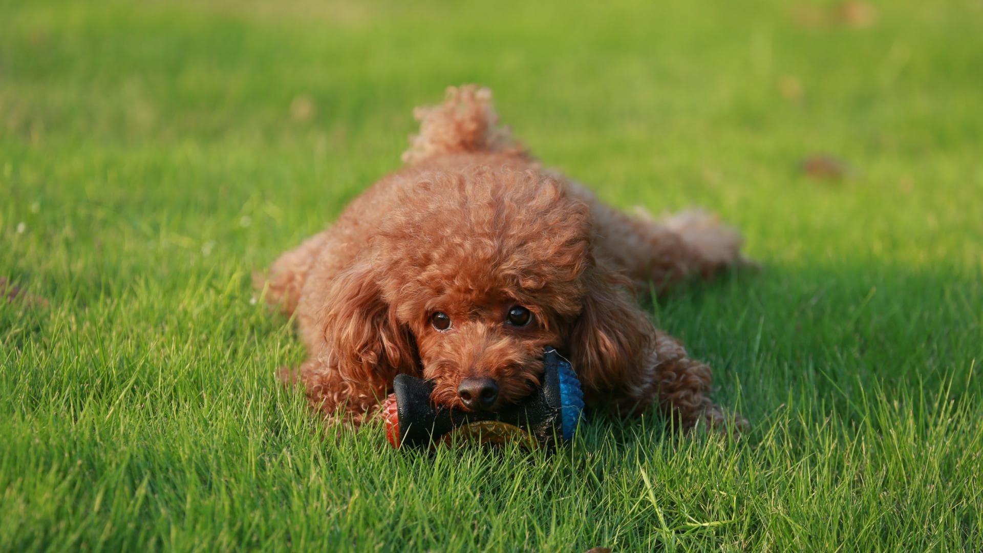 Die beliebtesten kleinen Hunderassen