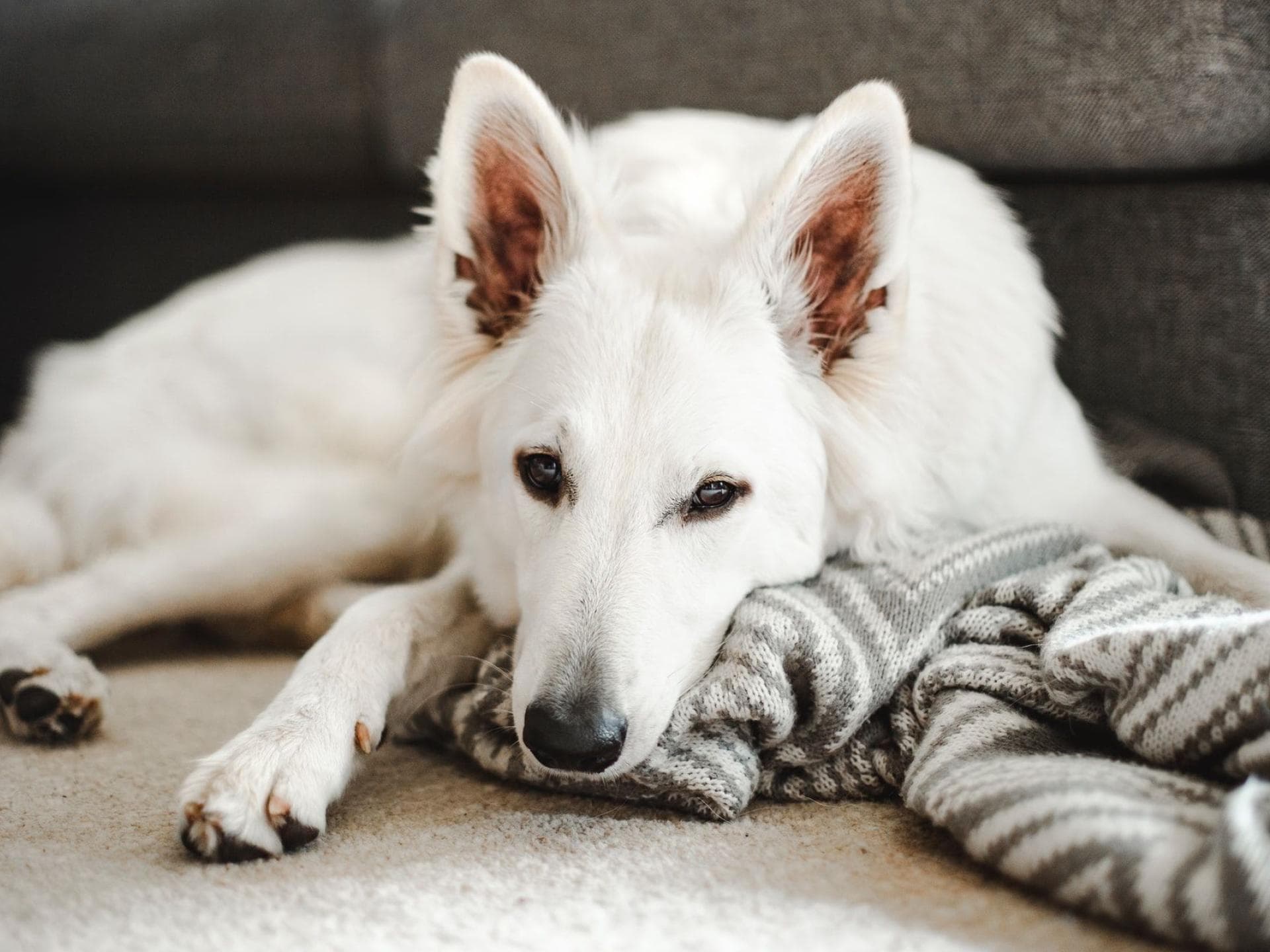 Warum Drehen Hunde Sich Im Kreis Bevor Sie Sich Hinlegen