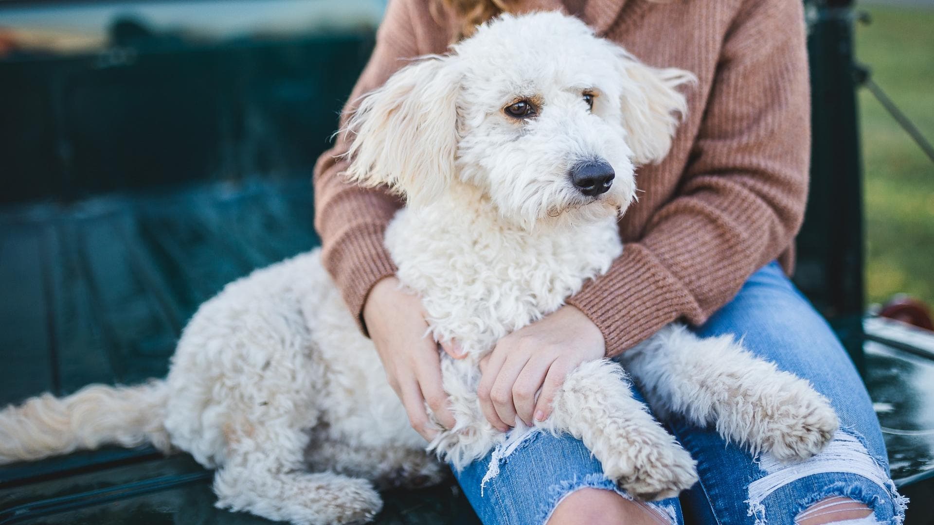 Hund streicheln Diese 4 Fehler macht wirklich jeder