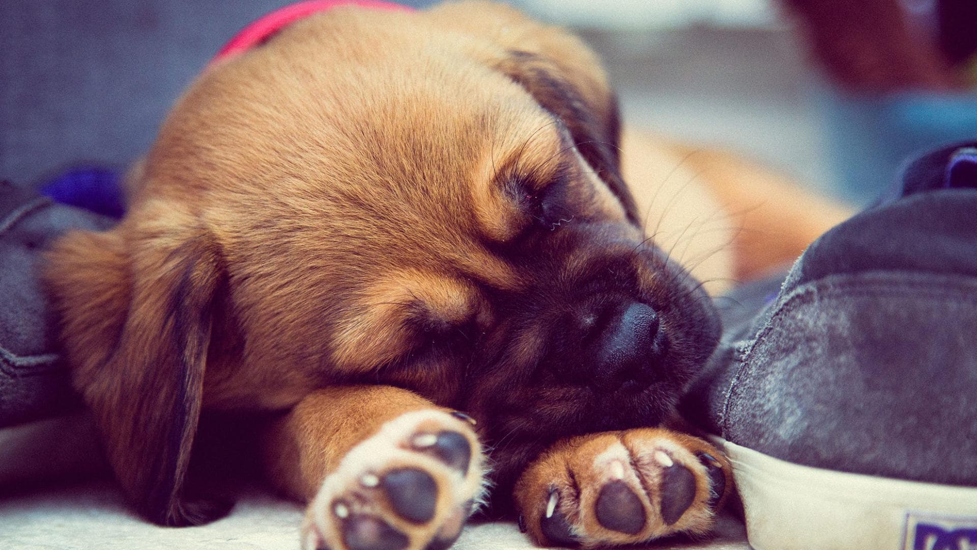 Darum drehen sich Hunde im Kreis, bevor sie sich hinlegen
