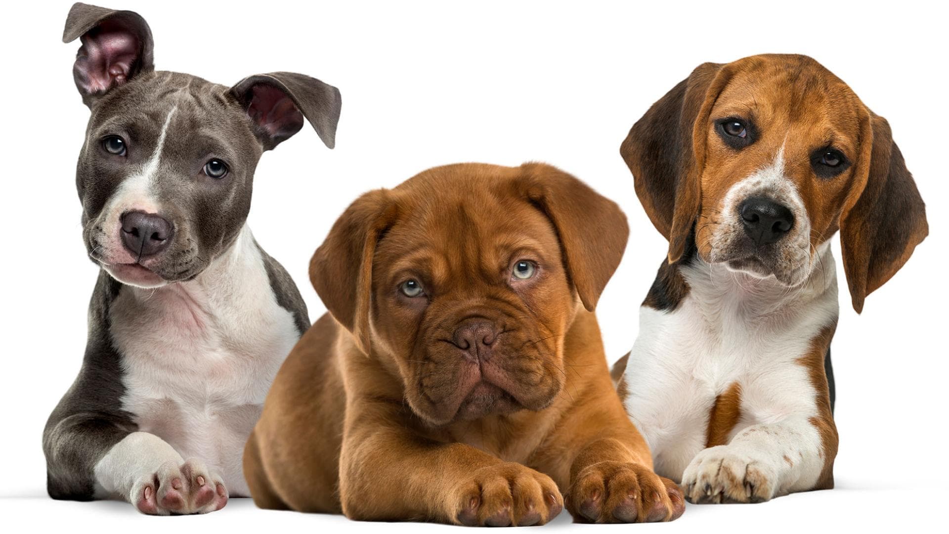 Welcher Hund Passt Zu Welchem Sternzeichen