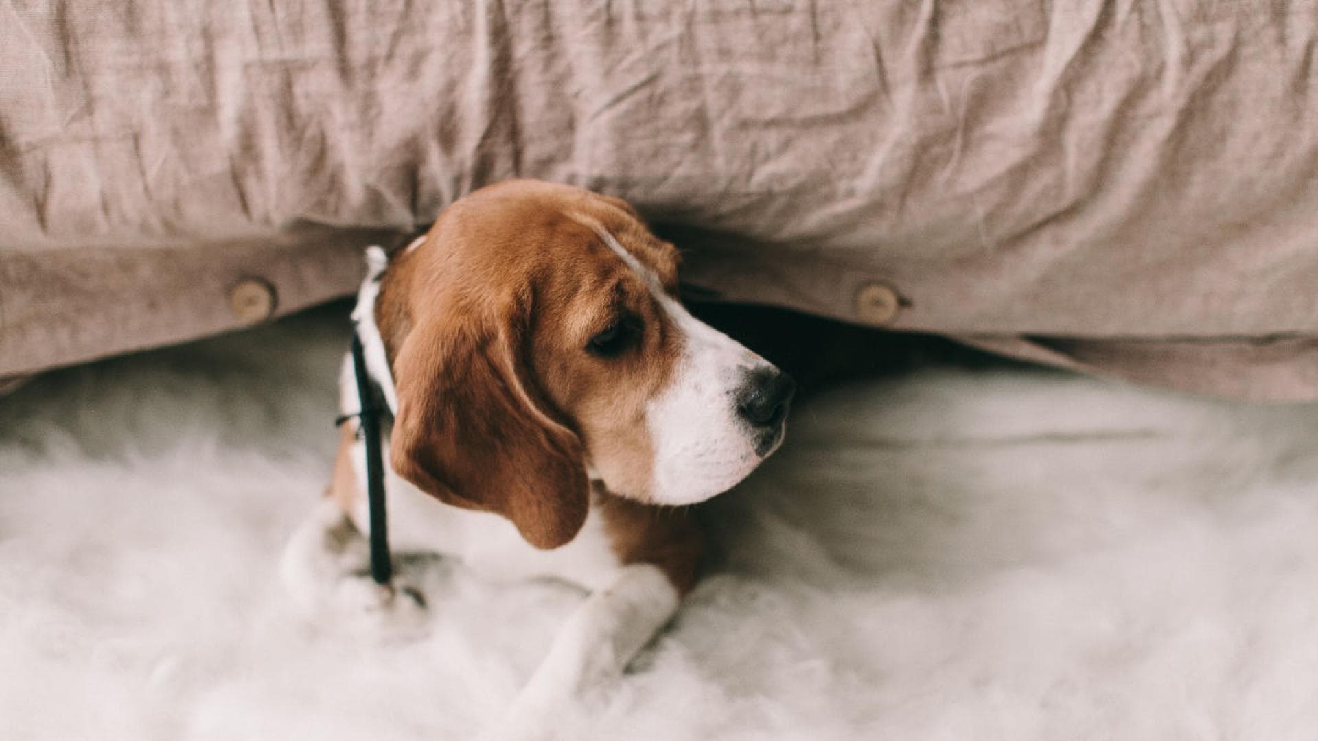 DIESE schädlichen Dinge tun wir unserem Hund an ohne es zu merken