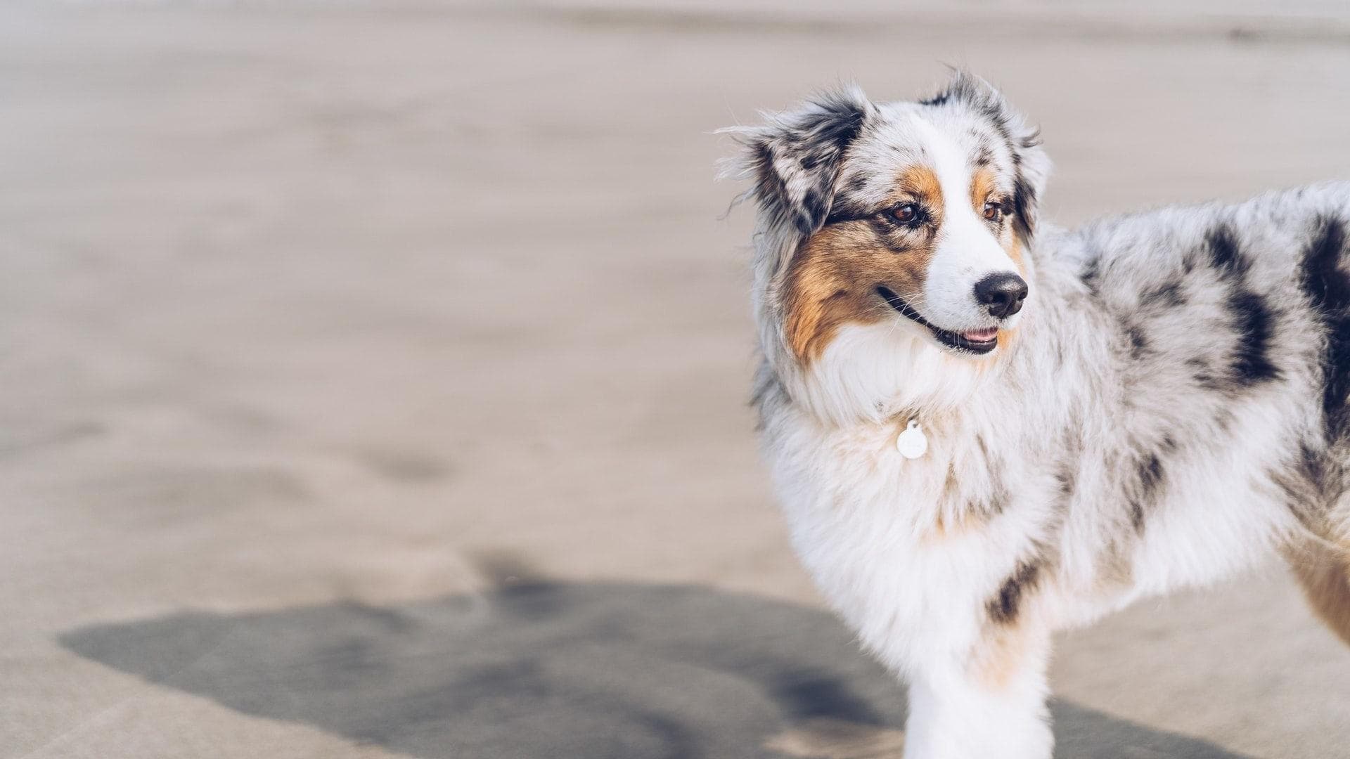 An DIESEN Anzeichen erkennst du, ob dein Hund glücklich ist