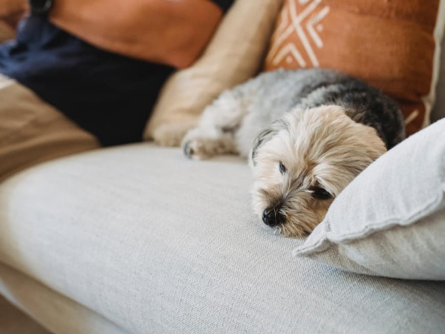 Hund Geht Nachts Aufs Sofa 14 Anzeichen, dass es deinem Hund schlecht geht