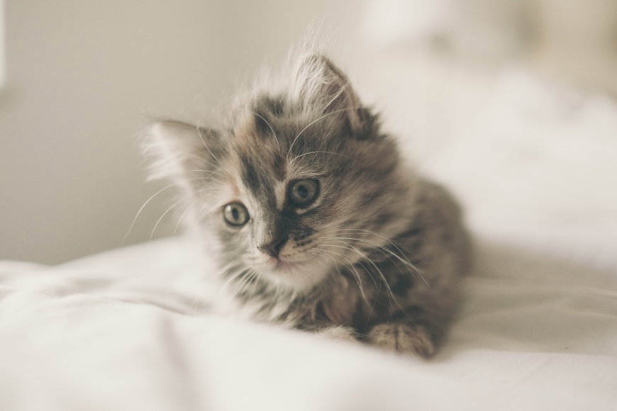 Katzenbilder: Hier kommen die 25 süßesten Katzenbabys